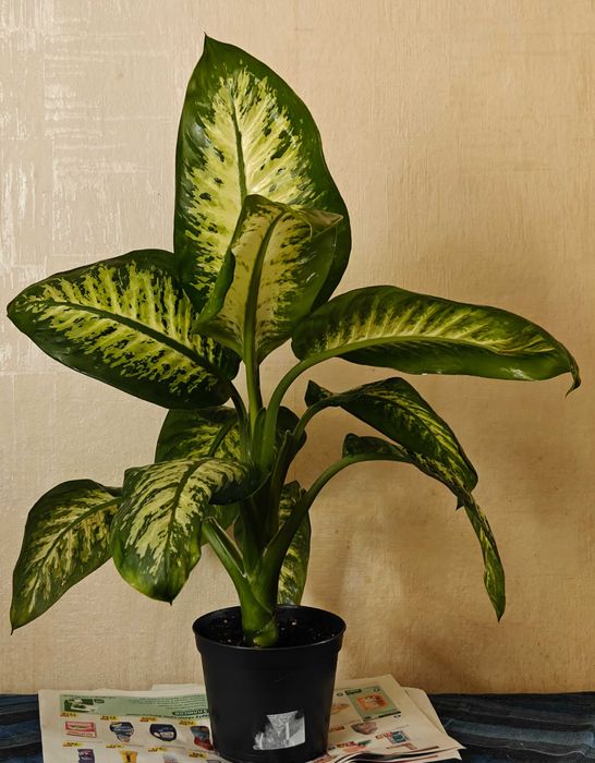 Диффенбахия. Комнатное растение.