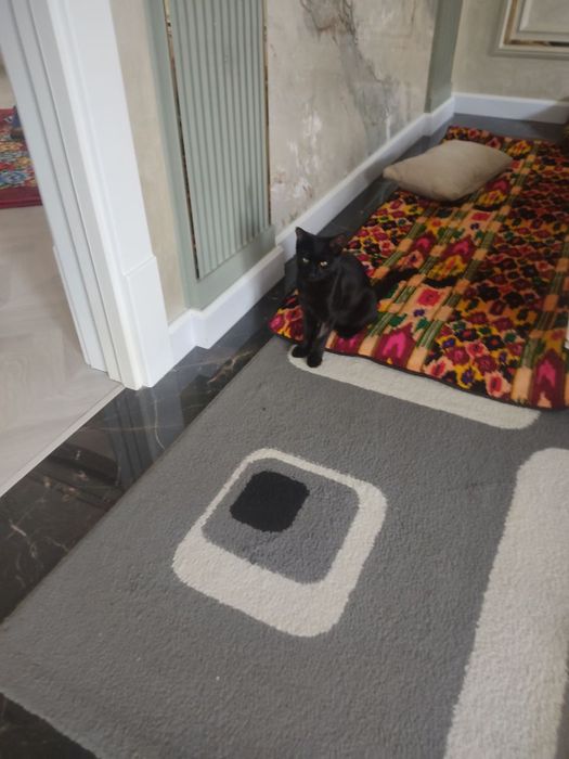 Отдам даром черный кот!