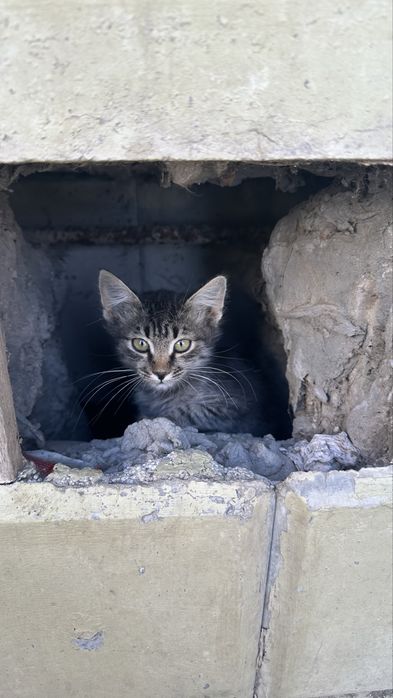 Котенок ищет дом