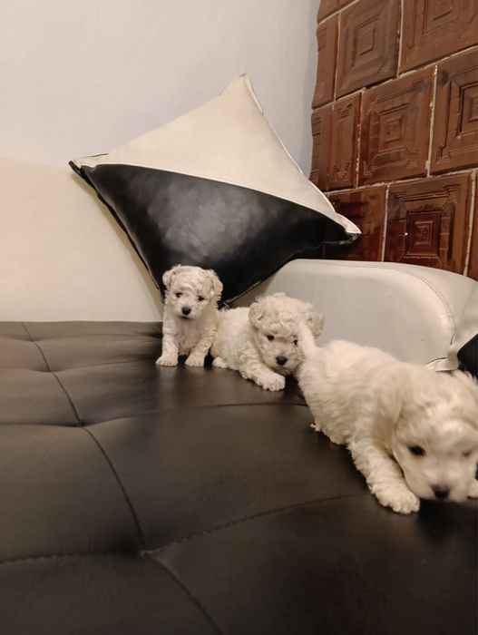 3 fetite bichon frise