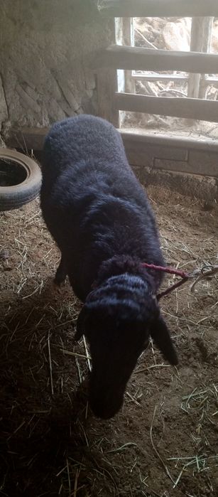 Qoʻchqor zotdor govdali