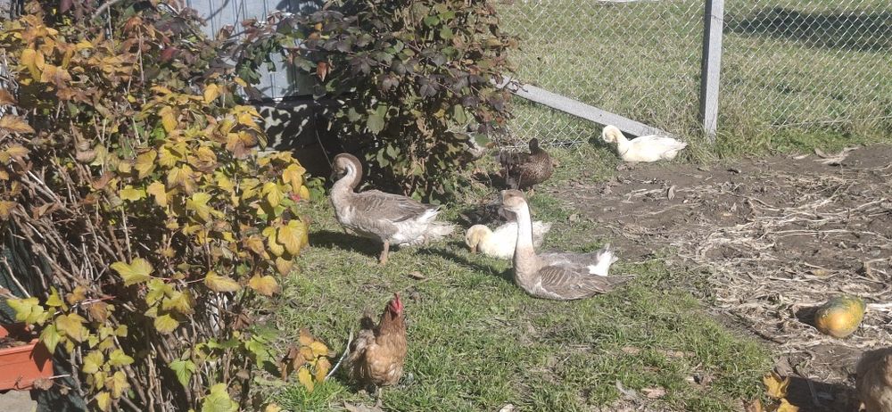 Vând pereche de gaste chinezești