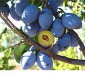 Vand prune /purne tuica