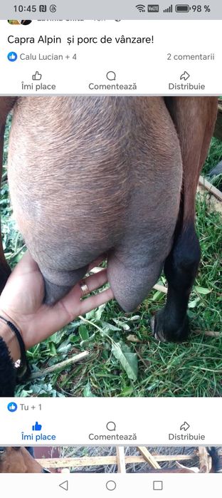 Vând capre alpine franceza