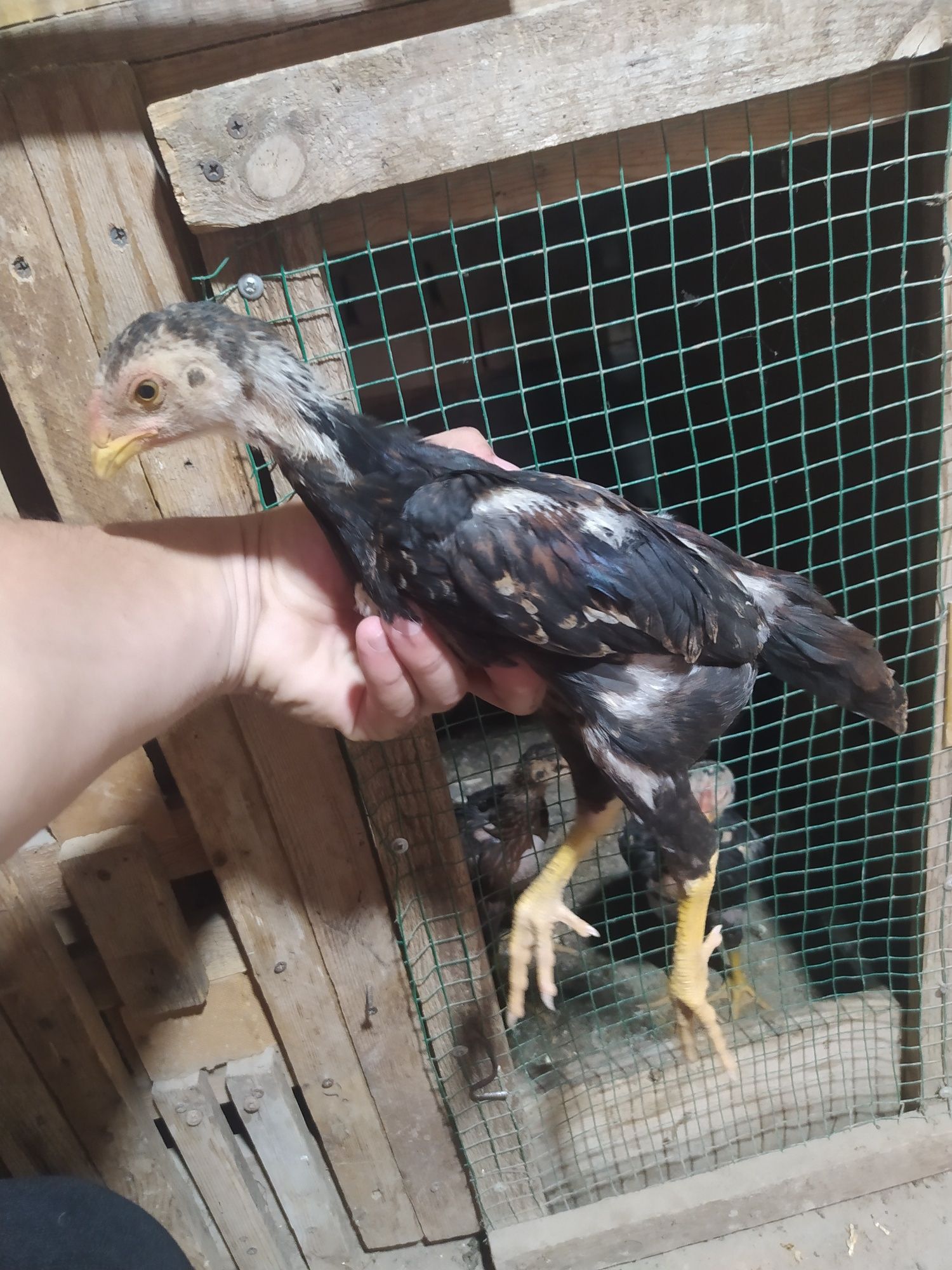 Dakan joʻjalar sotiladi 2 oyli