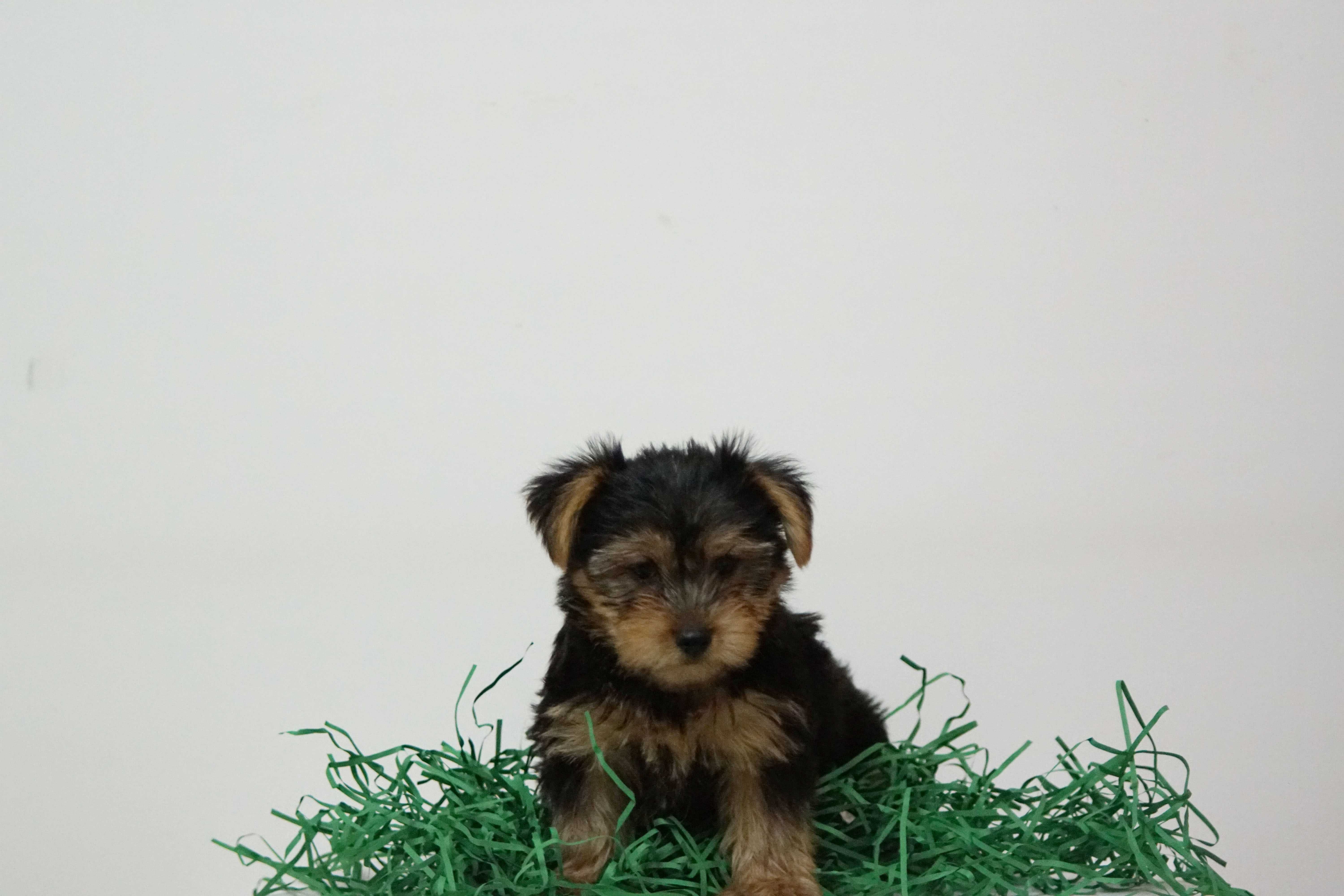 Yorkshire Terrier