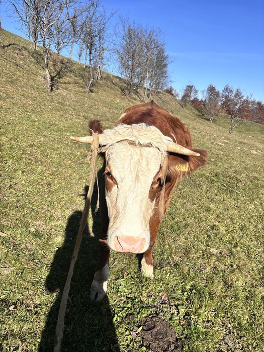 Vand juninca , gestanta