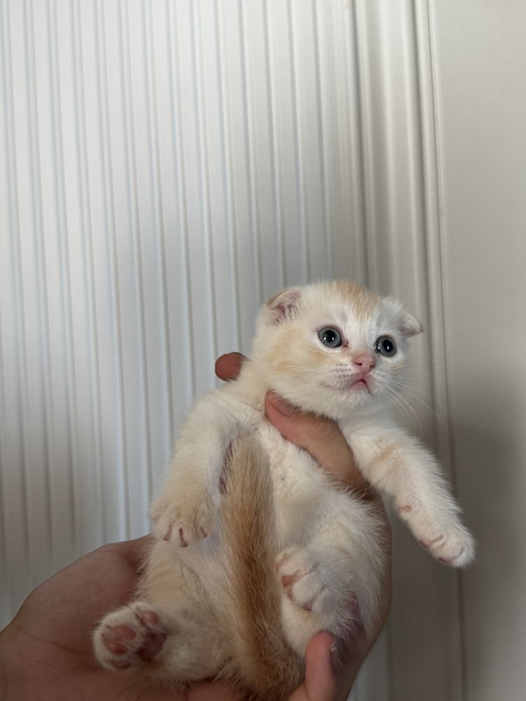 Котёнок скотиш фолд