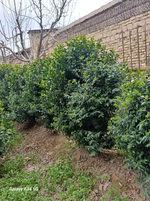 Шамшот Самшит сотилади