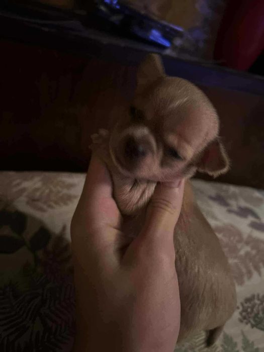 Продавам чихуахуа