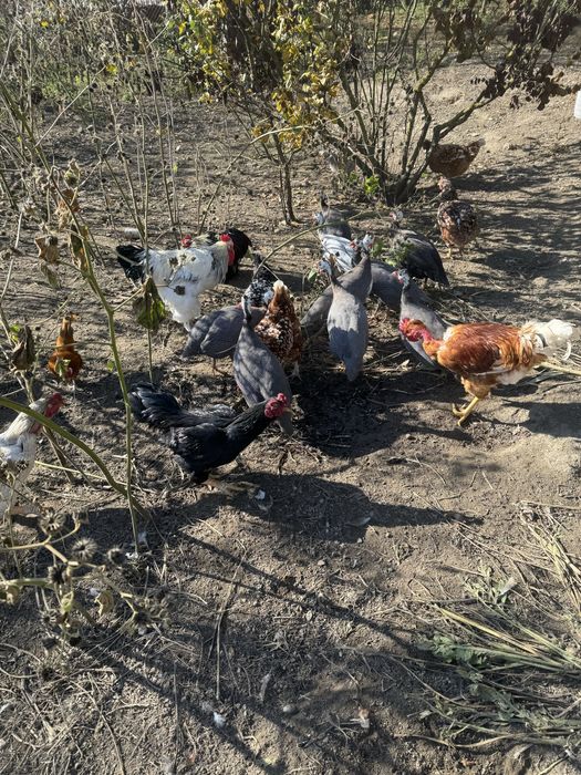 Masculi bibilica (cata )