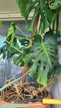 Filodendron, Yucca, Yuca (Plante ornamentale)