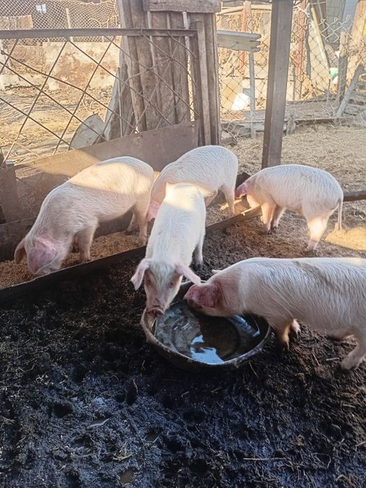 Продам поросят 25000