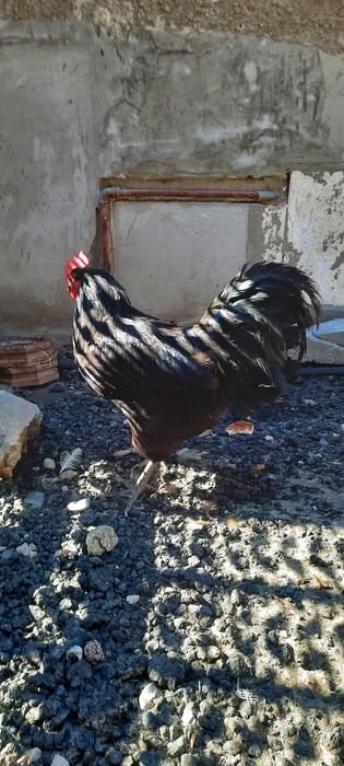 Vand cocosi Australorp