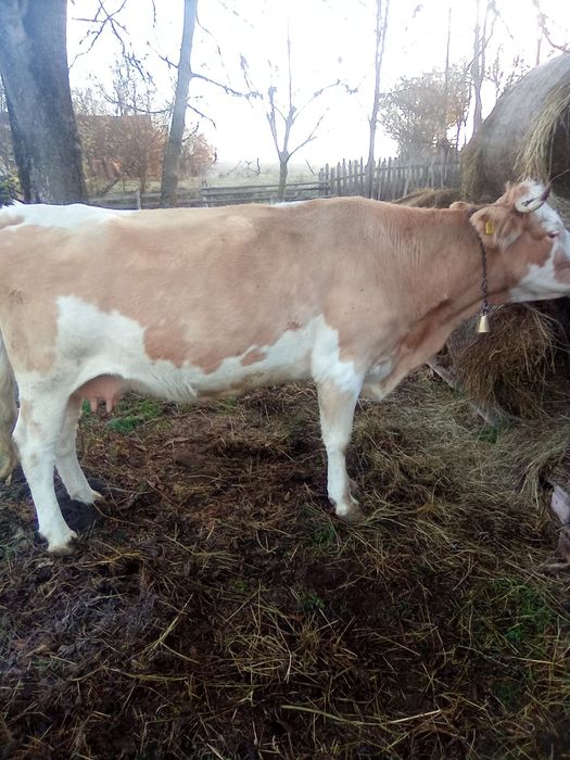 Vând Vaci și vitele