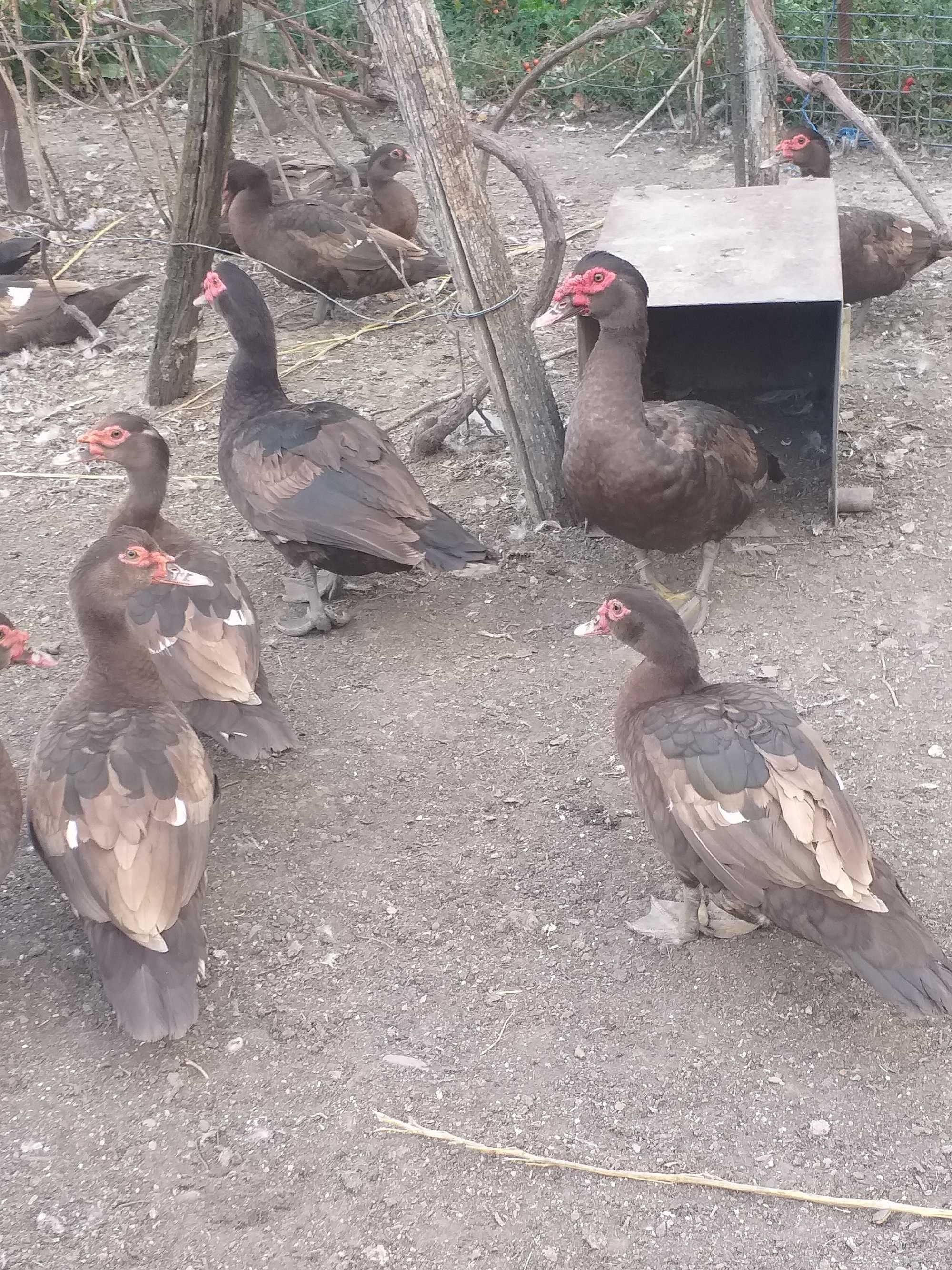 Rațe lesesti ciocolatii