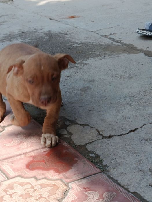 Продаются щенки Питбуль rednous