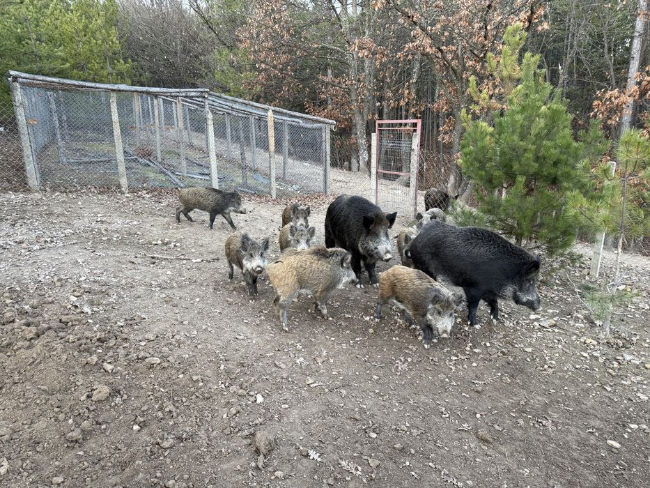 Малки диви прасенца