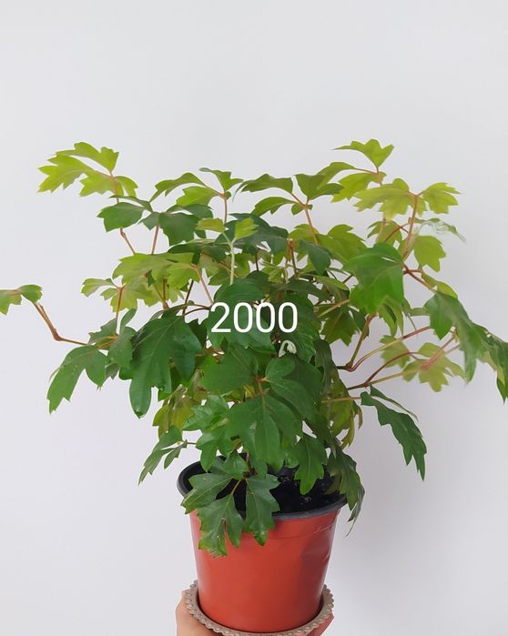 Фикусы Бенджамина сортовые, лиана циссус, фуксия, будра