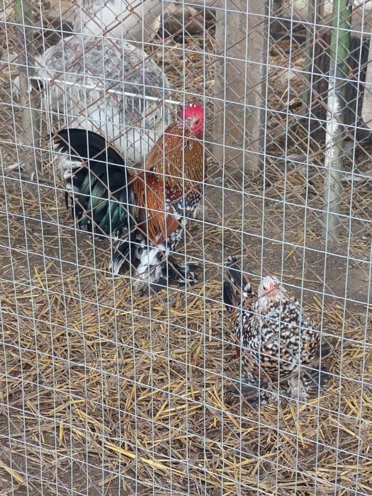 Холандска гащата,фазани,пауни,якалии  и мандаринки
Фазани чарвено-злат