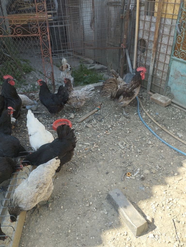 Găini australorp