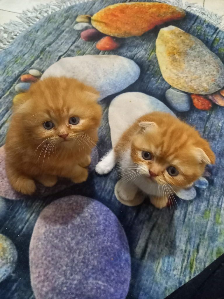 Вязка кот шустрый рижый крассавчик крупный