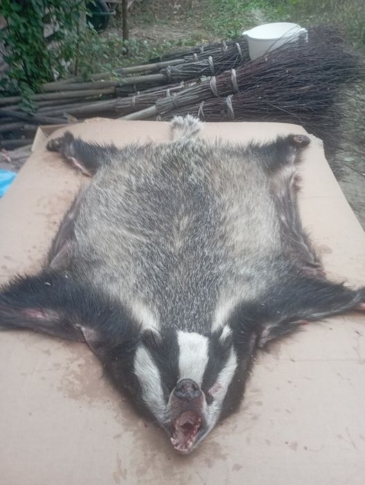 Blana bursuc (viezure)