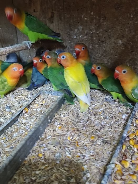 Agapornis roseicolis și Fisher