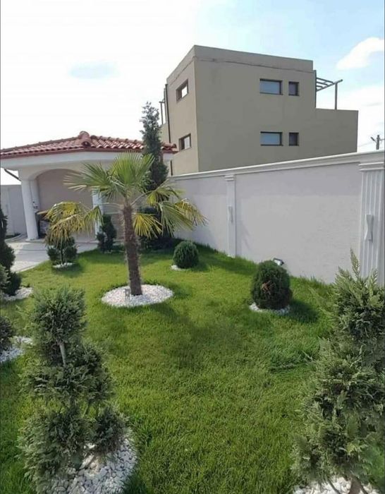 Rulouri de gazon Plante ornamentale