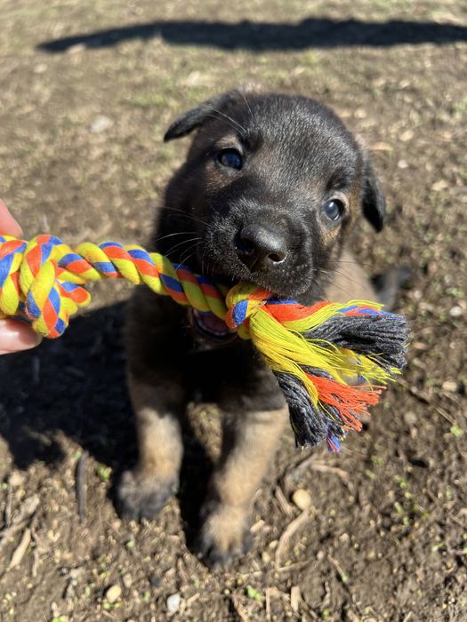 Ciobanesc belgian malinois