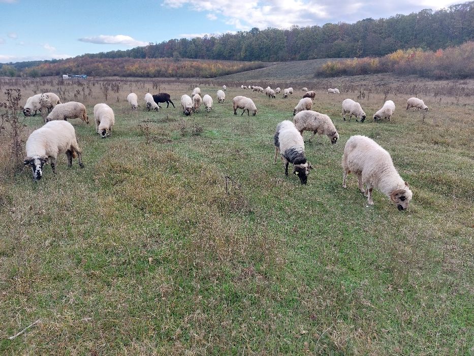Oi Țurcane Breze Grase