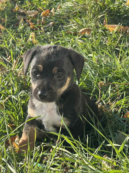 Подарявам кученца