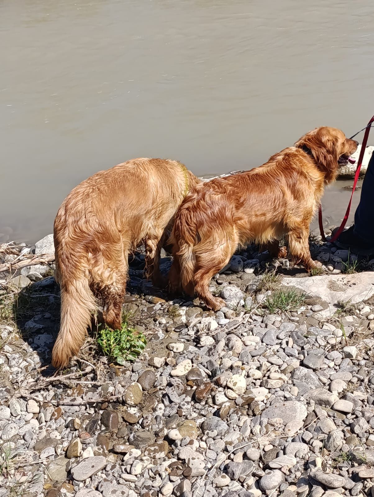 Baietel golden retriever