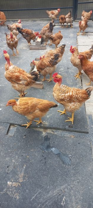 Cocoși Cabir de vanzare!