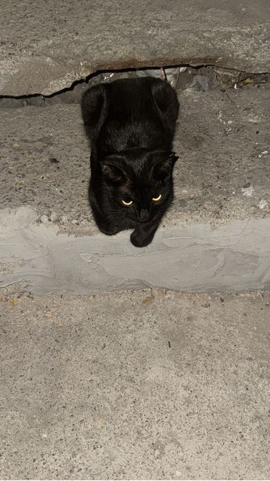 Кошка ищет дом!!