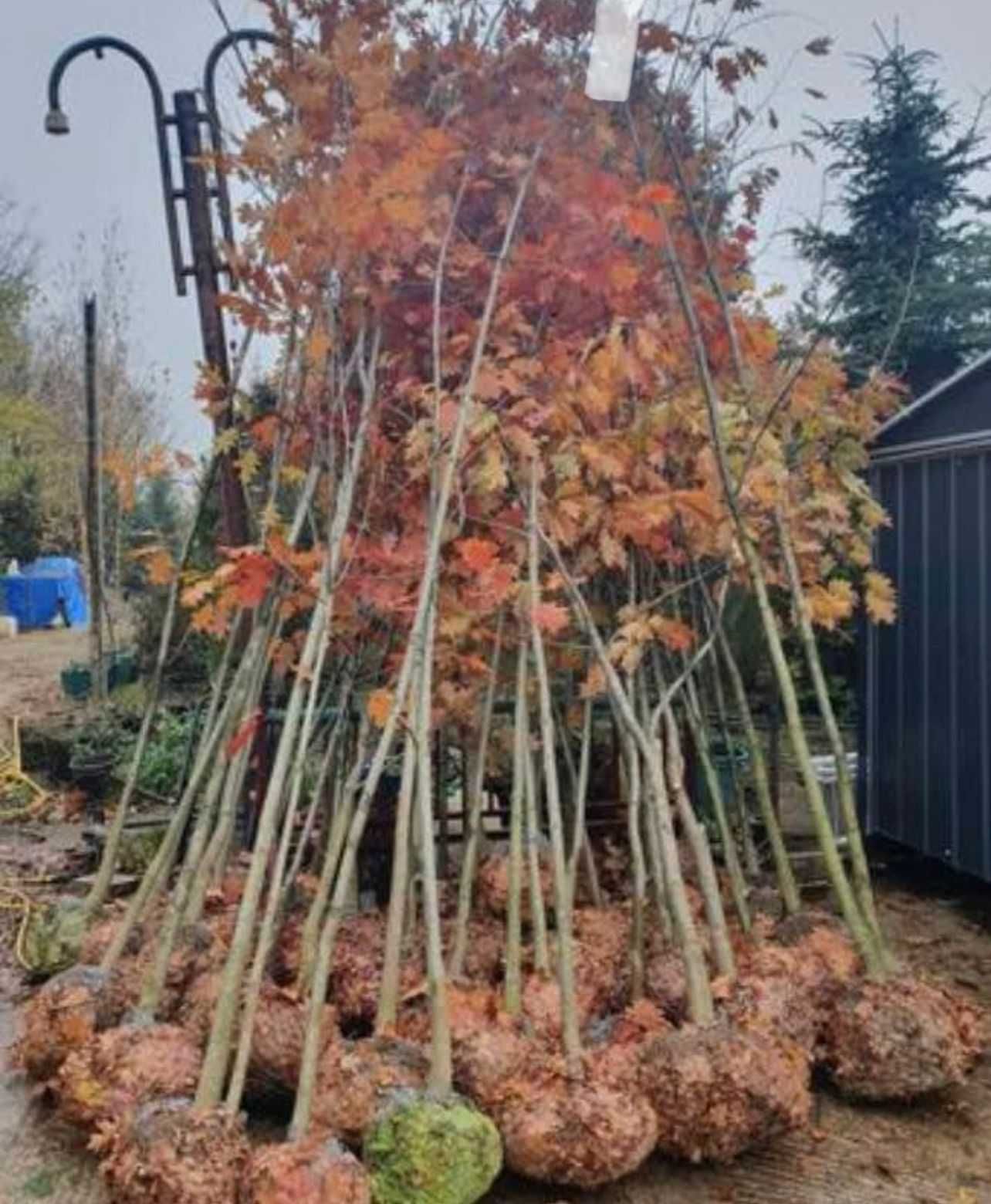 Plante ornamentale premium pentru un spațiu verde impecabil!