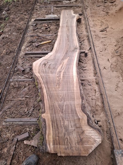 Scandura /foastana de nuc uscata