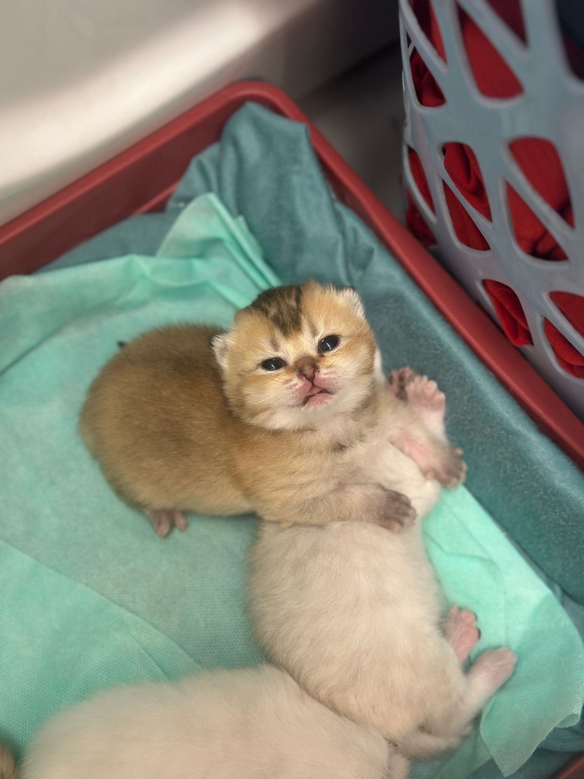 Вязка кота шиншилы опытный британец