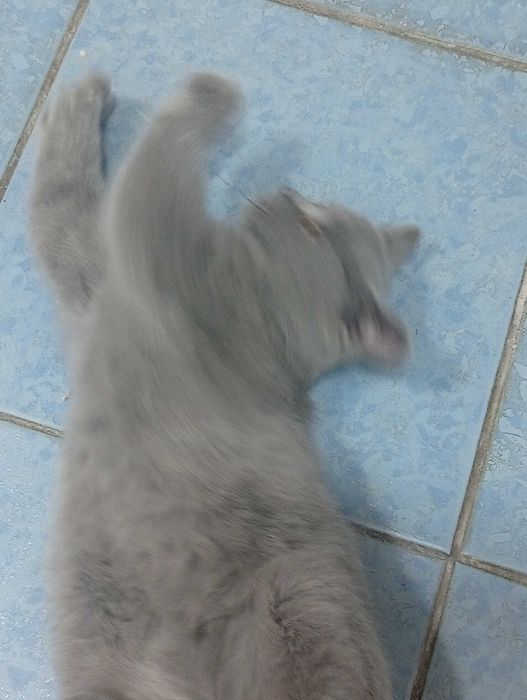 Продается родословная кошка , девочка