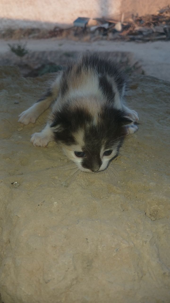 Котята бесплатно