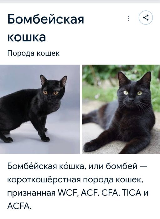Хадия Бомбейский мушукча