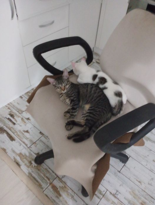 Donez pisicuțe 3 și 5 luni