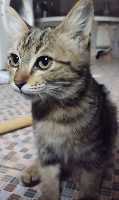 Кошка! Mushuk! BEPULGA!