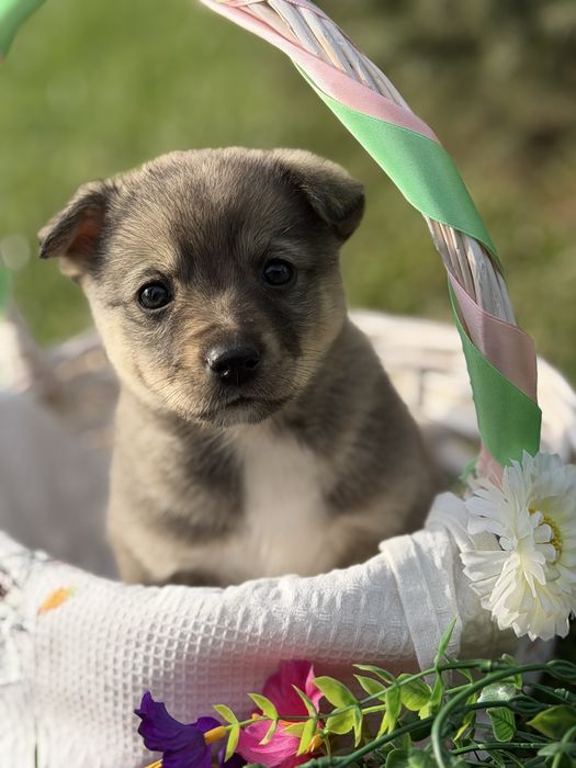 Отдам щеночка в добрые руки