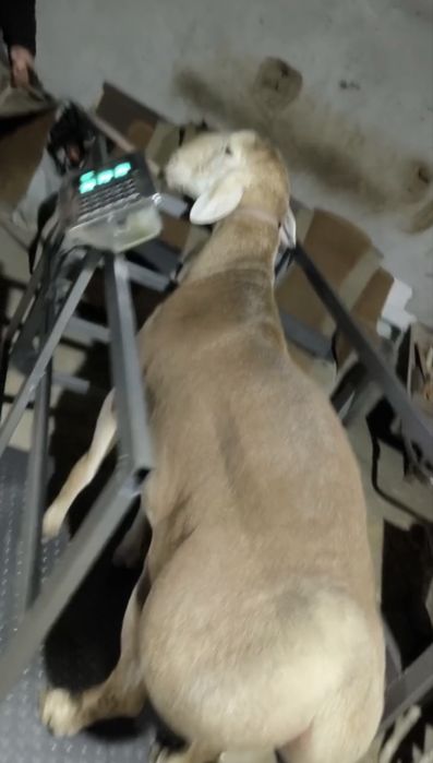 Куй тарози 600 кг Размер 700х1400см