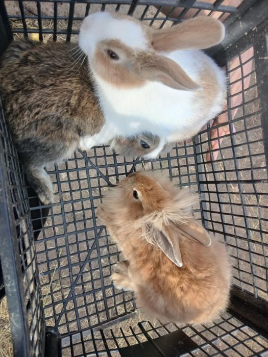 Disponibili 2 iepurași de 2 luni