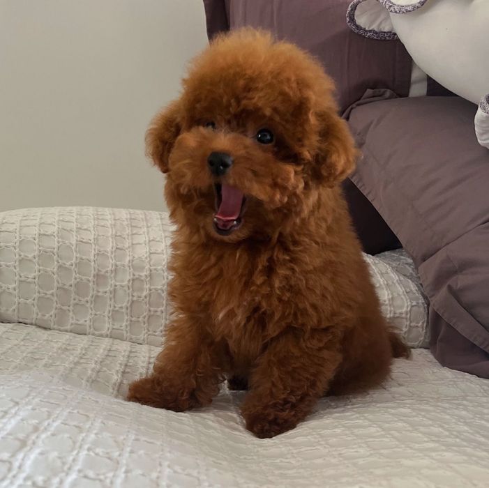 Fetita pudel red toy