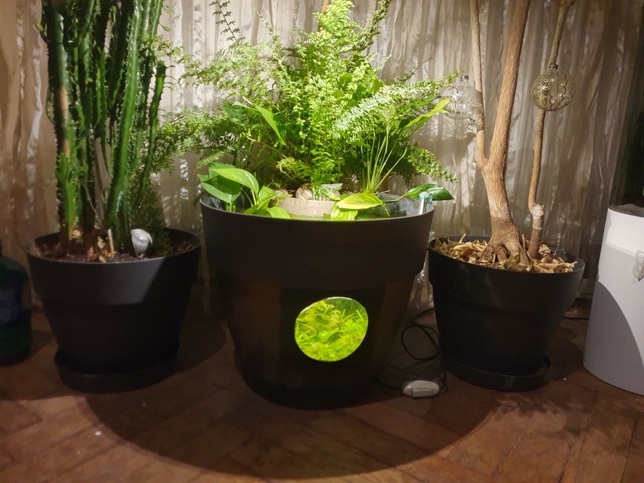 Acvariu ghiveci cu betta