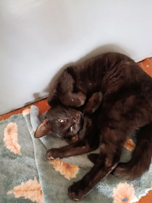 отдадим хорошие руки бесплатно