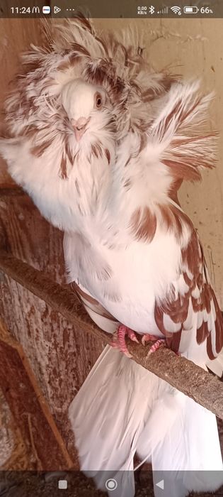 Vând porumbei Iacobeni Maria Stuart